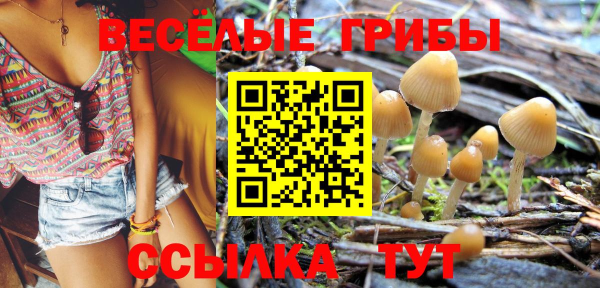 Псилоцибиновые грибы прущие грибы  Вход с VPN  как найти   Магадан 